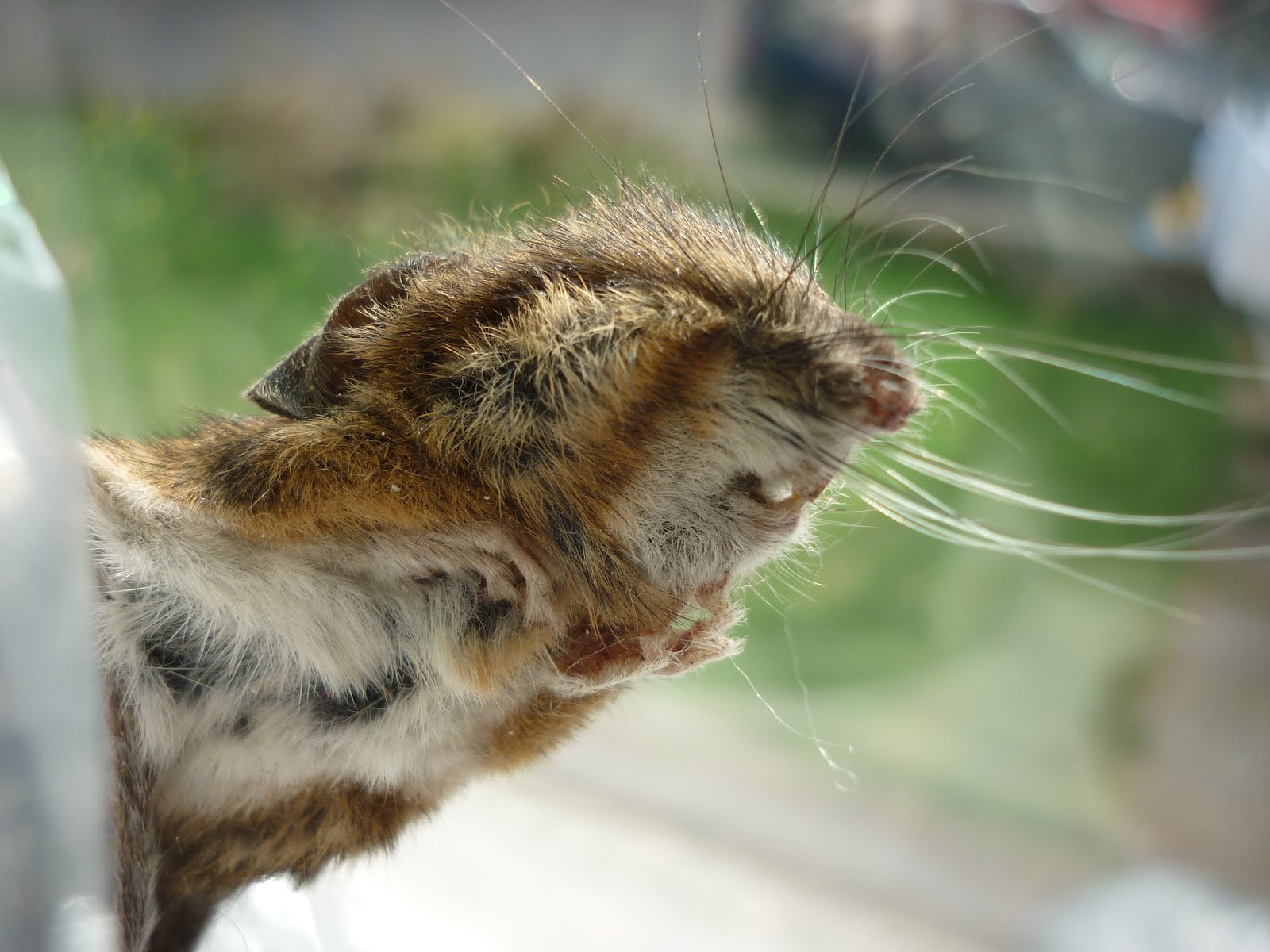 Squashed mouse